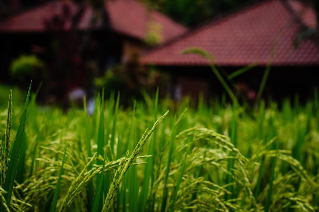 Puji Hostel And Bungalow Ubud 외부 사진